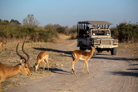 Kapstaden Big Five Safari Heldagstur med lunch