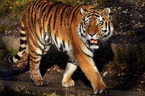 Fra Jaipur: Hoteller i nærheden af Ranthambore Tiger Safari