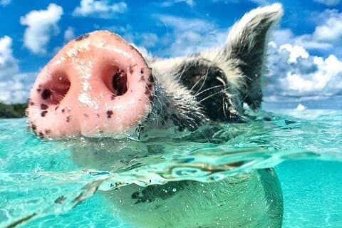 3 Islands Tour, simma med grisar, sköldpaddor, snorkling och lunch