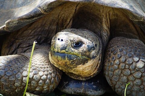Galapagos Hope Islands: 7 dage, oplev 4 øer
