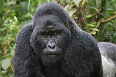 4WD Bwindi und Kibale Tour ab Kigali