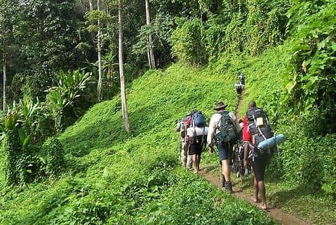 Bush Vandring, utforska vilda växter och färsk frukt i Montego Bay