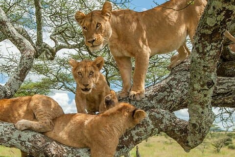 5-daagse Queen, Bwindi en Kibale Wildlife Tour vanuit Entebbe