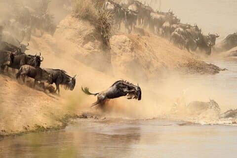 7-Day Private Tour in Uganda and Kenya Safari