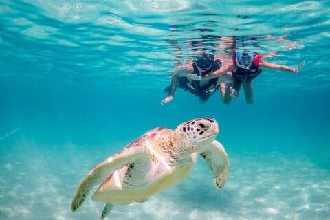 Turtle Snorkeling Private Tour – Sea Turtles & Cenote in Tulum
