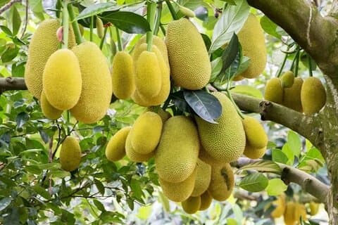 Excursão pela fazenda de especiarias em Zanzibar e almoço com frutas exóticas