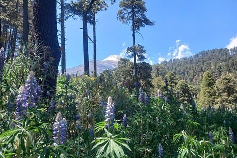 Excursión de Senderismo en el Volcán Pico de Orizaba
