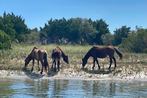 8 Hours Private Crystal Coast Sightseeing in North Carolina