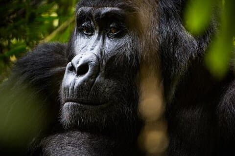 Visite privée de 4 jours à Bwindi et Kibale au départ de Kigali