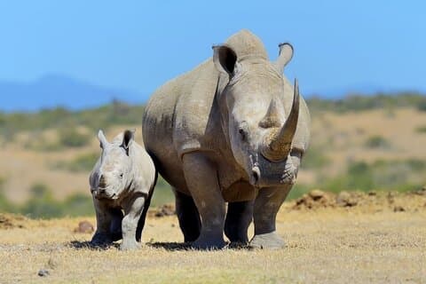 Excursão de um dia para Olpajeta Conservancy de Nairobi com veículo 4*4