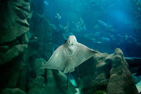 Tour de medio día AquaRio y Bioparque