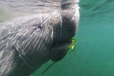 Crystal River: Private Manatee Swim With Heated Boat(Free Photos)