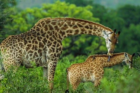 Nairobi Giraffe Center och Karen Blixen Museum guidad tur