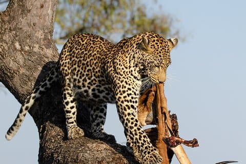 Daglig Pilanesberg National Park Private Shuttle Services