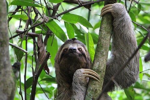 Guanacaste hel dag: Utforsk naturen, hest, dovendyr og fossefall