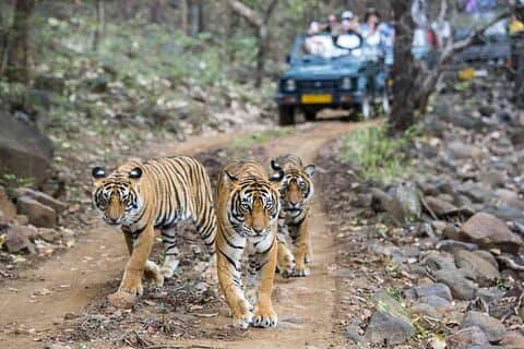 Triângulo Dourado de 6 dias com excursão Ranthambore e Varanasi