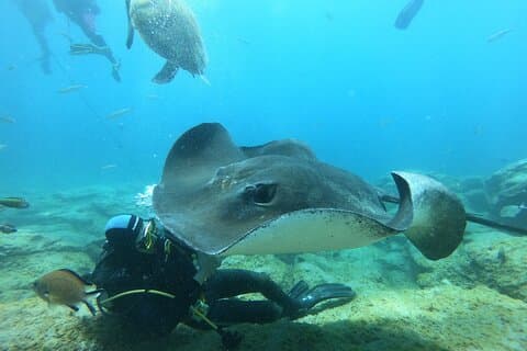 Plongée sous-marine pour plongeurs certifiés à Costa Adeje