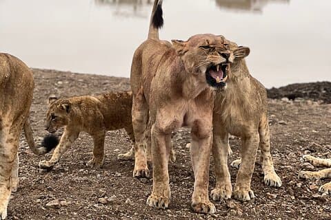 Excursão de meio dia ao Safari In Nairobi Kenya National Park