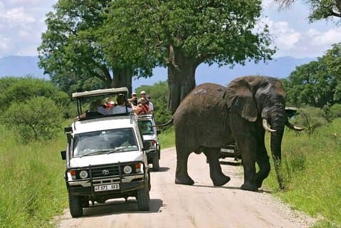 Excursion d'une journée Safari à Selous réserve de chasse au départ de Zanzibar