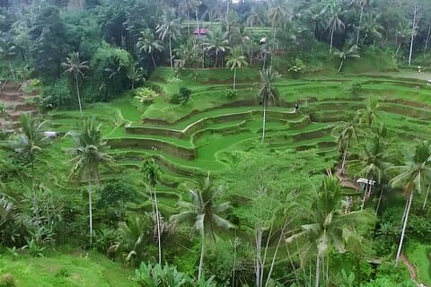 Private Halbtagestour: Die besten Halbtagesausflugspakete nach Ubud