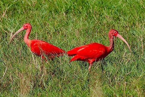 Restauranter i nærheten av Caroni Swamp Sunset Wildlife Experience