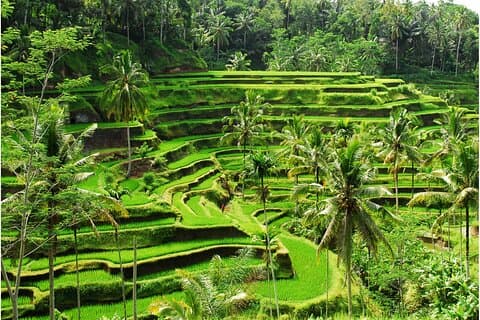 Descubra Ubud: excursão privada de 2 dias em Ubud