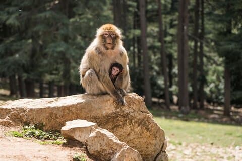 Private Day Trip to Middle Atlas from Fes