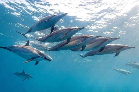 Tierra y Mar: Encuentro de Delfines y Privada al Sudoeste de Mauricio