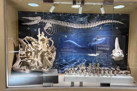 Whales Valley Museum, Magic Lake und Wasserfälle in der Faiyum-Wüste