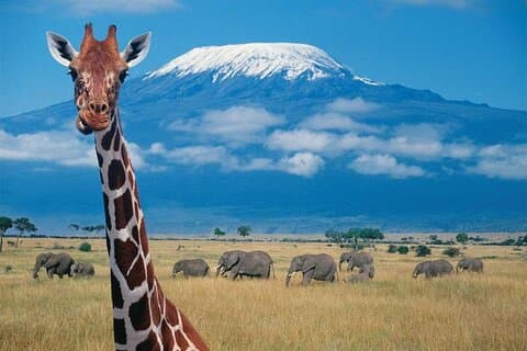 7 jours Big Five Safari Amboseli , lac Nakuru et Masai Mara