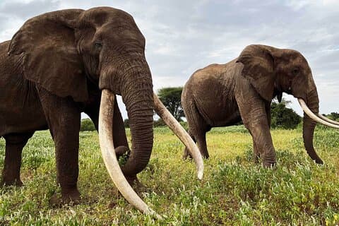 Excursão privada de um dia no Parque Nacional Amboseli, vista para o Monte Kilimanjaro 4*4