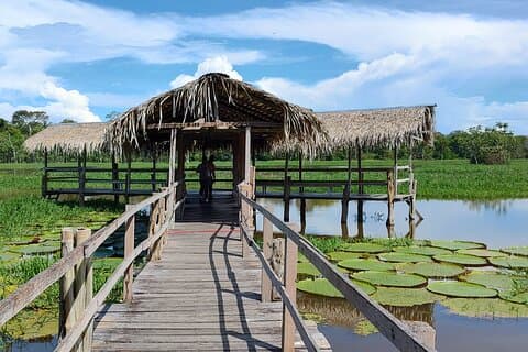 Amazon Private River Tour by Speedboat, Giant Lily Pads, Nature