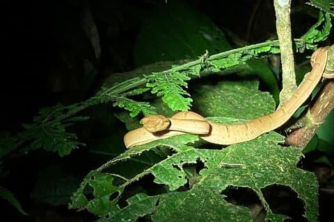 Aventuras Noturnas em Monteverde