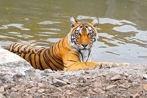 05 dagars gyllene triangeltur med Ranthambore Jungle Safari
