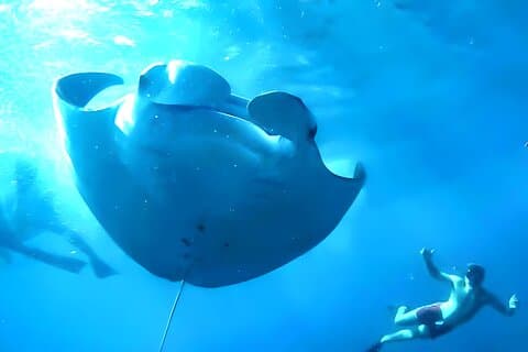 Schnorcheln in Nusa Penida – Manta Bay, Wall Point und Gamat Bay