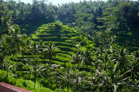 Tour privato di un giorno intero: Esplora i villaggi di Ubud Bali