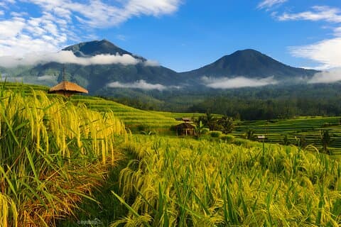 Tour di Bali: lago, porta iconica, tempio, sorgente termale e terrazza del riso