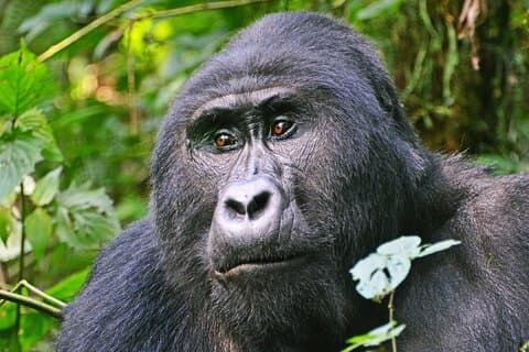 3-dages guidet Gorilla-sporingssafari i Bwindi National Park