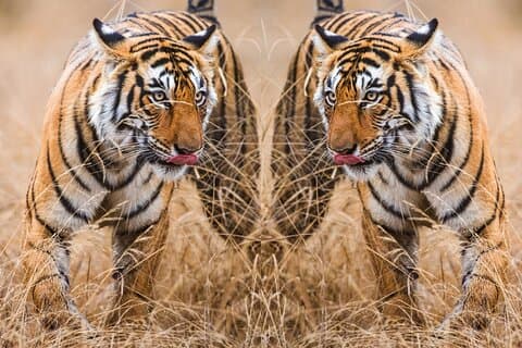 Tour de 4 días por el Triángulo Dorado con Ranthambore India