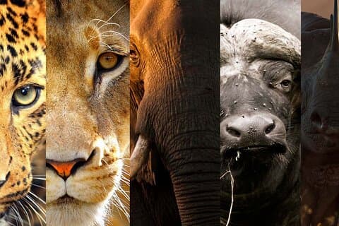 3 dage stor fem uforglemmelige Tanzania Safari
