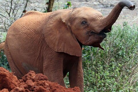 Parc national de Nairobi, orphelinat d'éléphants et visite du centre des girafes