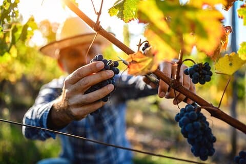 UNESCO Heritage and Wine Delights Privat tur fra Bordeaux