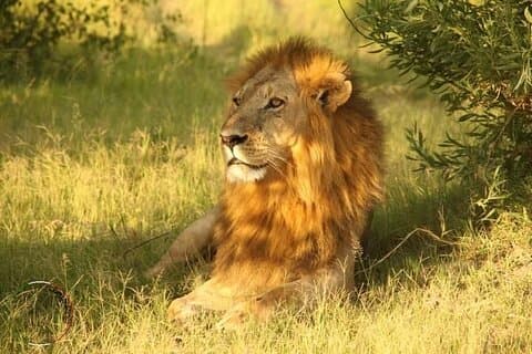 Moremi-Ganztagesausflug in das weltberühmte Moremi-Wildreservat