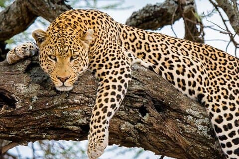 9 Days Private Serengeti Wildebeest Migration Safari