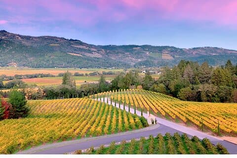 Tour privato del vino di Napa fino a 4 ospiti