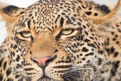 9 day Luxury Kruger Park Safari & Cape Town Tour