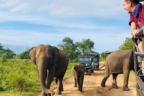 Safari en jeep d'une demi-journée au parc national d'Udawalawe (visite privée)