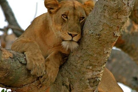 Tour Safari di 3 giorni nel Parco Nazionale Queen Elizabeth in Uganda