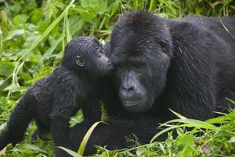 7-dages privat Gorilla og Chimpanse Trekking Safari i Uganda