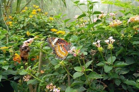 Chiang Dao-grottan och 5 Hill Tribe-byar